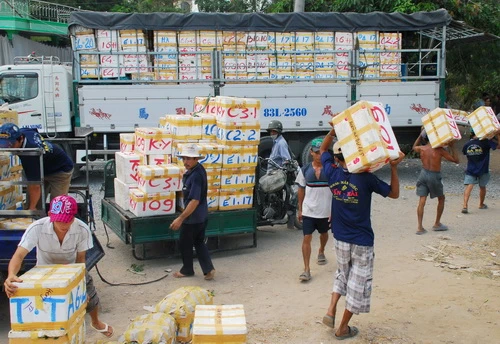 Nhà vườn hái quýt liên tục mới đáp ứng nhu cầu của thương lái Quýt được phân loại trước khi đóng vào thùng xốp đưa đi tiêu thụ Vận chuyển quýt hồng mới thu hoạch từ nhà vườn ra đường lộ giao cho thương lái Nhà vườn của anh Phạm Văn Hùng ở xã Long Hậu đã ba đời gắn bó với những thăng trầm của cây quýt hồng. Năm nay anh Hùng thật vui vì quýt trúng mùa, được giá Có đến 2/3 sản lượng quýt hồng Lai Vung được tiêu thụ tại thị trường TP.HCM. Do chưa có công nghệ bảo quản tốt nên quýt hồng Lai Vung chỉ đến với các địa phương từ Đà Nẵng trở vào. Trong ảnh: các thùng quýt được đưa lên xe tải Vườn quýt hồng trĩu quả là cảm hứng sáng tác của nhiều nghệ sĩ nhiếp ảnh. Trong ảnh: tác giả Thảo Nguyên tặng bức ảnh đoạt huy chương bạc Liên hoan ảnh đồng bằng sông Cửu Long và cúp bạc VAPA 2009 cho chủ vườn Nguyễn Phú Nhuận ở ấp Long Hưng 1, xã Long Hậu (nhân vật nữ trong ảnh là vợ anh Nhuận). Anh Nhuận nói: “Trúng vụ quýt năm nay tôi sẽ cất nhà mới để treo tấm hình này!”