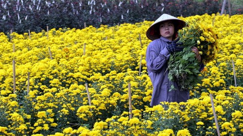 Thôn nữ làng hoa Phạm Thị Lý tần ngần trên ruộng hoa cúc mai vàng đang nở rộ phải hái sớm bán rẻ với giá 1.000 đồng/bông Thôn nữ làng hoa Phạm Thị Lý tần ngần trên ruộng hoa cúc mai vàng đang nở rộ phải hái sớm bán rẻ với giá 1.000 đồng/bông