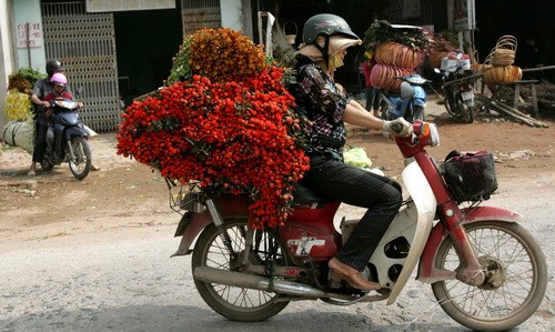 Bàn chân lam lũ của người trồng hoa phải dẫm lên chính những bông cúc vứt ngập tràn các lối đi bởi giá bán chỉ 10.000 đồng/bao tải cho những hàng vòng hoa Vội vàng cắt hái, xếp chuyền và mang ngay xuống Hà Nội bởi trời nồm, nóng hoa chóng hỏng Giấy báo bao bọc những xe chở hoa cũng mong manh trước nắng và gió Hoa nở tím tê tái lòng người trồng bởi khách về mua hoa tại chợ hoa Mê Linh (Hà Nội) rất vắng Một chủ hàng hoa hồng rầu rĩ chờ khách mua ở chợ hoa lúc 11h ngày 4-2-2010 (21 tết âm lịch) Trong tổng số 405 ha đất nông nghiệp thì toàn xã Mê Linh có khoảng 240ha (khoảng 60%) dành trồng hoa với khoảng 10 loại, trong đó hoa hồng chiếm tới 80 Cả vườn hoa ly Hà Lan 2,5 sào bắc bộ với 3.100 chậu được chủ vườn đầu tư hơn 200 triệu mùa đầu tiên trồng trên đất Mê Linh cũng nở trước tết Hoa cúc vàng rộ nở trước giờ G trên những cánh đồng ở Đại Thịnh Quấn nụ hoa bằng giấy giữ vườn hồng này kịp bán tết Bàn chân lam lũ của người trồng hoa phải dẫm lên chính những bông cúc vứt ngập tràn các lối đi bởi giá bán chỉ 10.000 đồng/bao tải cho những hàng vòng hoa Vội vàng cắt hái, xếp chuyền và mang ngay xuống Hà Nội bởi trời nồm, nóng hoa chóng hỏng Giấy báo bao bọc những xe chở hoa cũng mong manh trước nắng và gió Hoa nở tím tê tái lòng người trồng bởi khách về mua hoa tại chợ hoa Mê Linh (Hà Nội) rất vắng Một chủ hàng hoa hồng rầu rĩ chờ khách mua ở chợ hoa lúc 11h ngày 4-2-2010 (21 tết âm lịch) Trong tổng số 405 ha đất nông nghiệp thì toàn xã Mê Linh có khoảng 240ha (khoảng 60%) dành trồng hoa với khoảng 10 loại, trong đó hoa hồng chiếm tới 80 Cả vườn hoa ly Hà Lan 2,5 sào bắc bộ với 3.100 chậu được chủ vườn đầu tư hơn 200 triệu mùa đầu tiên trồng trên đất Mê Linh cũng nở trước tết Hoa cúc vàng rộ nở trước giờ G trên những cánh đồng ở Đại Thịnh Quấn nụ hoa bằng giấy giữ vườn hồng này kịp bán tết