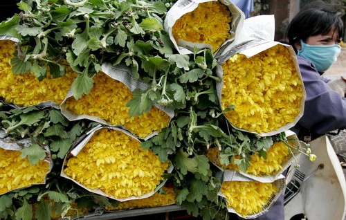 Bàn chân lam lũ của người trồng hoa phải dẫm lên chính những bông cúc vứt ngập tràn các lối đi bởi giá bán chỉ 10.000 đồng/bao tải cho những hàng vòng hoa Vội vàng cắt hái, xếp chuyền và mang ngay xuống Hà Nội bởi trời nồm, nóng hoa chóng hỏng Giấy báo bao bọc những xe chở hoa cũng mong manh trước nắng và gió Hoa nở tím tê tái lòng người trồng bởi khách về mua hoa tại chợ hoa Mê Linh (Hà Nội) rất vắng Một chủ hàng hoa hồng rầu rĩ chờ khách mua ở chợ hoa lúc 11h ngày 4-2-2010 (21 tết âm lịch) Trong tổng số 405 ha đất nông nghiệp thì toàn xã Mê Linh có khoảng 240ha (khoảng 60%) dành trồng hoa với khoảng 10 loại, trong đó hoa hồng chiếm tới 80 Cả vườn hoa ly Hà Lan 2,5 sào bắc bộ với 3.100 chậu được chủ vườn đầu tư hơn 200 triệu mùa đầu tiên trồng trên đất Mê Linh cũng nở trước tết Hoa cúc vàng rộ nở trước giờ G trên những cánh đồng ở Đại Thịnh Quấn nụ hoa bằng giấy giữ vườn hồng này kịp bán tết Bàn chân lam lũ của người trồng hoa phải dẫm lên chính những bông cúc vứt ngập tràn các lối đi bởi giá bán chỉ 10.000 đồng/bao tải cho những hàng vòng hoa Vội vàng cắt hái, xếp chuyền và mang ngay xuống Hà Nội bởi trời nồm, nóng hoa chóng hỏng Giấy báo bao bọc những xe chở hoa cũng mong manh trước nắng và gió Hoa nở tím tê tái lòng người trồng bởi khách về mua hoa tại chợ hoa Mê Linh (Hà Nội) rất vắng Một chủ hàng hoa hồng rầu rĩ chờ khách mua ở chợ hoa lúc 11h ngày 4-2-2010 (21 tết âm lịch) Trong tổng số 405 ha đất nông nghiệp thì toàn xã Mê Linh có khoảng 240ha (khoảng 60%) dành trồng hoa với khoảng 10 loại, trong đó hoa hồng chiếm tới 80 Cả vườn hoa ly Hà Lan 2,5 sào bắc bộ với 3.100 chậu được chủ vườn đầu tư hơn 200 triệu mùa đầu tiên trồng trên đất Mê Linh cũng nở trước tết Hoa cúc vàng rộ nở trước giờ G trên những cánh đồng ở Đại Thịnh Quấn nụ hoa bằng giấy giữ vườn hồng này kịp bán tết
