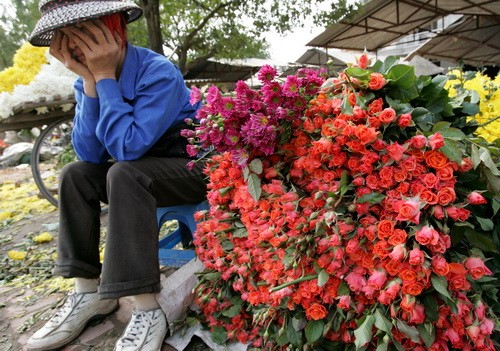 Bàn chân lam lũ của người trồng hoa phải dẫm lên chính những bông cúc vứt ngập tràn các lối đi bởi giá bán chỉ 10.000 đồng/bao tải cho những hàng vòng hoa Vội vàng cắt hái, xếp chuyền và mang ngay xuống Hà Nội bởi trời nồm, nóng hoa chóng hỏng Giấy báo bao bọc những xe chở hoa cũng mong manh trước nắng và gió Hoa nở tím tê tái lòng người trồng bởi khách về mua hoa tại chợ hoa Mê Linh (Hà Nội) rất vắng Một chủ hàng hoa hồng rầu rĩ chờ khách mua ở chợ hoa lúc 11h ngày 4-2-2010 (21 tết âm lịch) Trong tổng số 405 ha đất nông nghiệp thì toàn xã Mê Linh có khoảng 240ha (khoảng 60%) dành trồng hoa với khoảng 10 loại, trong đó hoa hồng chiếm tới 80 Cả vườn hoa ly Hà Lan 2,5 sào bắc bộ với 3.100 chậu được chủ vườn đầu tư hơn 200 triệu mùa đầu tiên trồng trên đất Mê Linh cũng nở trước tết Hoa cúc vàng rộ nở trước giờ G trên những cánh đồng ở Đại Thịnh Quấn nụ hoa bằng giấy giữ vườn hồng này kịp bán tết Bàn chân lam lũ của người trồng hoa phải dẫm lên chính những bông cúc vứt ngập tràn các lối đi bởi giá bán chỉ 10.000 đồng/bao tải cho những hàng vòng hoa Vội vàng cắt hái, xếp chuyền và mang ngay xuống Hà Nội bởi trời nồm, nóng hoa chóng hỏng Giấy báo bao bọc những xe chở hoa cũng mong manh trước nắng và gió Hoa nở tím tê tái lòng người trồng bởi khách về mua hoa tại chợ hoa Mê Linh (Hà Nội) rất vắng Một chủ hàng hoa hồng rầu rĩ chờ khách mua ở chợ hoa lúc 11h ngày 4-2-2010 (21 tết âm lịch) Trong tổng số 405 ha đất nông nghiệp thì toàn xã Mê Linh có khoảng 240ha (khoảng 60%) dành trồng hoa với khoảng 10 loại, trong đó hoa hồng chiếm tới 80 Cả vườn hoa ly Hà Lan 2,5 sào bắc bộ với 3.100 chậu được chủ vườn đầu tư hơn 200 triệu mùa đầu tiên trồng trên đất Mê Linh cũng nở trước tết Hoa cúc vàng rộ nở trước giờ G trên những cánh đồng ở Đại Thịnh Quấn nụ hoa bằng giấy giữ vườn hồng này kịp bán tết