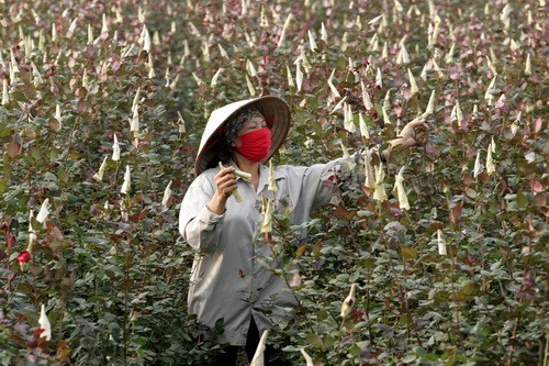 Bàn chân lam lũ của người trồng hoa phải dẫm lên chính những bông cúc vứt ngập tràn các lối đi bởi giá bán chỉ 10.000 đồng/bao tải cho những hàng vòng hoa Vội vàng cắt hái, xếp chuyền và mang ngay xuống Hà Nội bởi trời nồm, nóng hoa chóng hỏng Giấy báo bao bọc những xe chở hoa cũng mong manh trước nắng và gió Hoa nở tím tê tái lòng người trồng bởi khách về mua hoa tại chợ hoa Mê Linh (Hà Nội) rất vắng Một chủ hàng hoa hồng rầu rĩ chờ khách mua ở chợ hoa lúc 11h ngày 4-2-2010 (21 tết âm lịch) Trong tổng số 405 ha đất nông nghiệp thì toàn xã Mê Linh có khoảng 240ha (khoảng 60%) dành trồng hoa với khoảng 10 loại, trong đó hoa hồng chiếm tới 80 Cả vườn hoa ly Hà Lan 2,5 sào bắc bộ với 3.100 chậu được chủ vườn đầu tư hơn 200 triệu mùa đầu tiên trồng trên đất Mê Linh cũng nở trước tết Hoa cúc vàng rộ nở trước giờ G trên những cánh đồng ở Đại Thịnh Quấn nụ hoa bằng giấy giữ vườn hồng này kịp bán tết Bàn chân lam lũ của người trồng hoa phải dẫm lên chính những bông cúc vứt ngập tràn các lối đi bởi giá bán chỉ 10.000 đồng/bao tải cho những hàng vòng hoa Vội vàng cắt hái, xếp chuyền và mang ngay xuống Hà Nội bởi trời nồm, nóng hoa chóng hỏng Giấy báo bao bọc những xe chở hoa cũng mong manh trước nắng và gió Hoa nở tím tê tái lòng người trồng bởi khách về mua hoa tại chợ hoa Mê Linh (Hà Nội) rất vắng Một chủ hàng hoa hồng rầu rĩ chờ khách mua ở chợ hoa lúc 11h ngày 4-2-2010 (21 tết âm lịch) Trong tổng số 405 ha đất nông nghiệp thì toàn xã Mê Linh có khoảng 240ha (khoảng 60%) dành trồng hoa với khoảng 10 loại, trong đó hoa hồng chiếm tới 80 Cả vườn hoa ly Hà Lan 2,5 sào bắc bộ với 3.100 chậu được chủ vườn đầu tư hơn 200 triệu mùa đầu tiên trồng trên đất Mê Linh cũng nở trước tết Hoa cúc vàng rộ nở trước giờ G trên những cánh đồng ở Đại Thịnh Quấn nụ hoa bằng giấy giữ vườn hồng này kịp bán tết