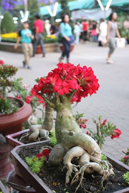 Hoa về phố ảnh 5