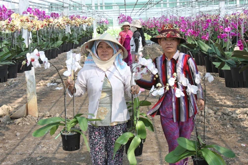 Hoa về phố ảnh 1