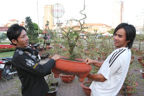 Hoa về phố ảnh 3