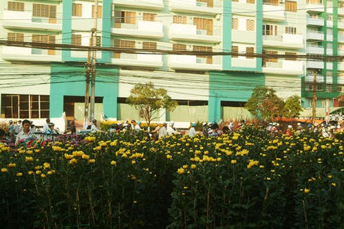 Hoa về phố ảnh 9