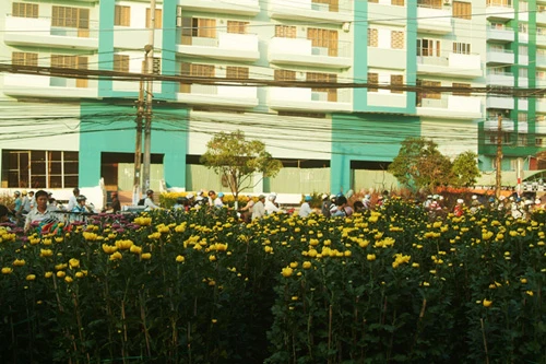 Hoa về phố ảnh 9