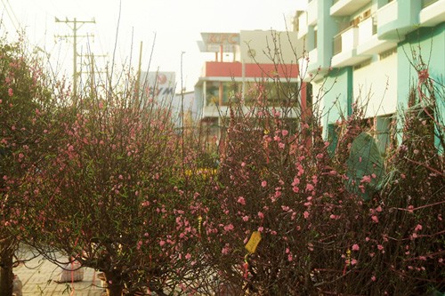 Hoa về phố ảnh 11