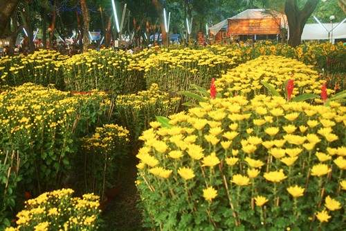 Hoa về phố ảnh 6