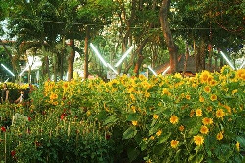 Hoa về phố ảnh 7