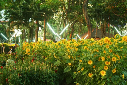 Hoa về phố ảnh 7