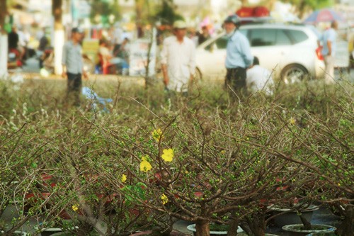 Hoa về phố ảnh 8