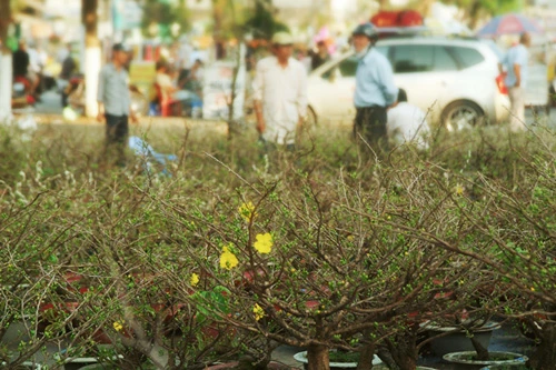 Hoa về phố ảnh 8