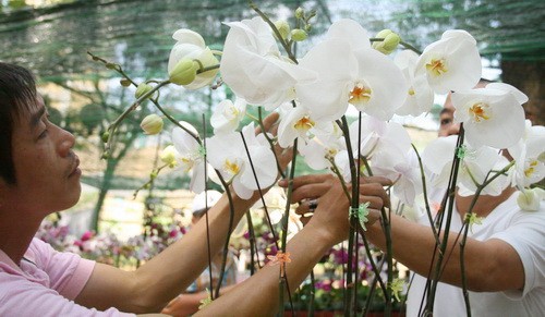 Chậu lan hồ điệp này đã được bán với giá 2 triệu đồng - Ảnh: Q.Khải Chậu lan hồ điệp này đã được bán với giá 2 triệu đồng - Ảnh: Q.Khải