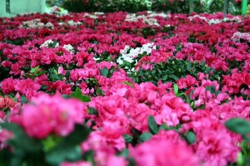 Rộn ràng sắc xuân tại chợ hoa công viên 23-9 - Ảnh: Q.Khải