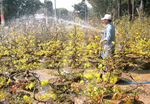 Mai nở vàng rực tại chợ hoa công viên Gia Định - Ảnh: Q.Khải Mai nở vàng rực tại chợ hoa công viên Gia Định - Ảnh: Q.Khải