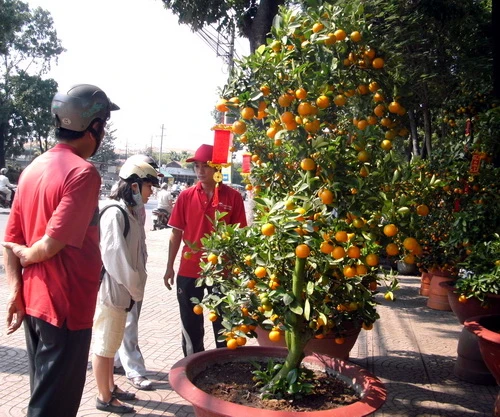 Khách hàng chọn mua tắc tại chợ hoa công viên Gia Định - Ảnh: Q.Khải