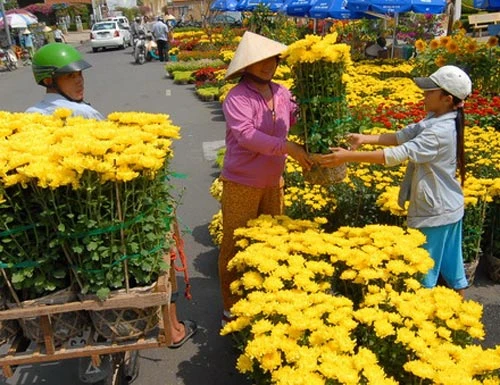 Sắc xuân tràn ngập Cần Thơ - Ảnh: Quang Vinh