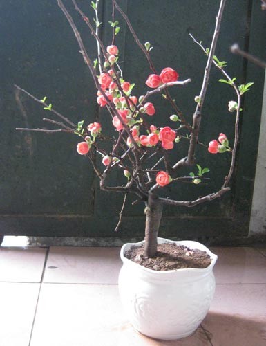 Những chậu hoa mai đỏ đơn lẻ thế này đựơc giao bán với giá 250.000- 600.000 đồng/chậu - Ảnh: Hoàng Cẩm Vân Những chậu hoa mai đỏ đơn lẻ thế này đựơc giao bán với giá 250.000- 600.000 đồng/chậu - Ảnh: Hoàng Cẩm Vân