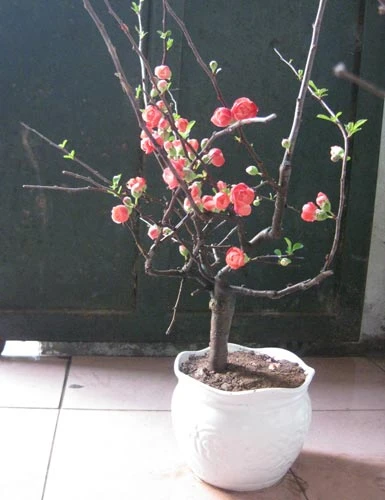 Những chậu hoa mai đỏ đơn lẻ thế này đựơc giao bán với giá 250.000- 600.000 đồng/chậu - Ảnh: Hoàng Cẩm Vân