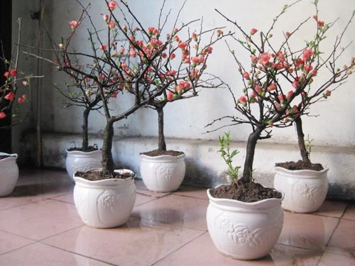 Hoa mai đỏ lạ lẫm