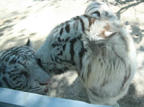 ... cả hai luôn tỏ ra yêu mến nhau... - Ảnh: Quang Khải