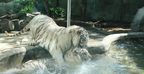 Lem và Luốc đùa giỡn trong hồ nước sáng 7-2 - Ảnh: Quang Khải