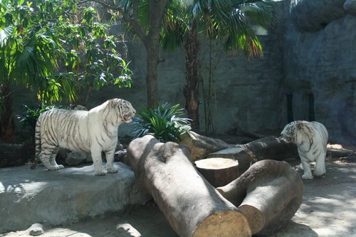 Lem và Luốc được Thảo Cầm Viên đưa về thuần dưỡng từ 5-12-2009... - Ảnh: Quang Khải