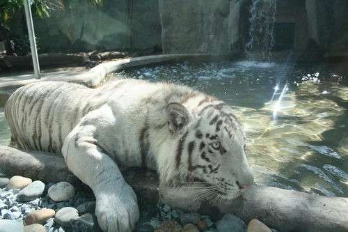 Hồ nước là nơi nghỉ ngơi ưa thích của chúng - Ảnh: Quang Khải