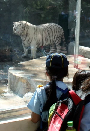 Các em thiếu nhi say sưa ngắm nhìn cọp trắng - Ảnh: Quang Khải