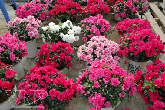 Sắc màu chợ hoa ảnh 3