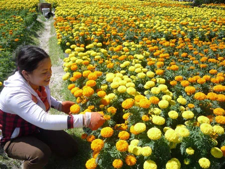 Phù Mỹ rực rỡ mùa hoa vạn thọ ảnh 1 Phù Mỹ rực rỡ mùa hoa vạn thọ ảnh 1