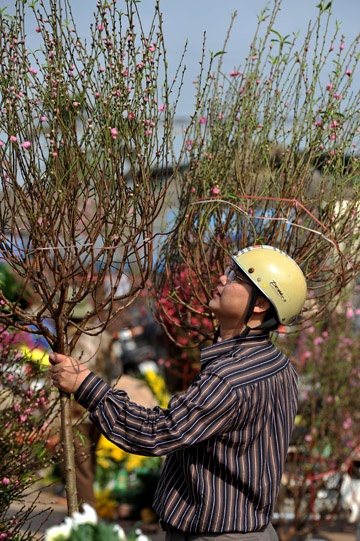 Thành phố trang hoàng đón xuân tại khu vực Hồ Hoàn Kiếm. Chị công nhân chăm sóc hoa tại vườn hồng. Đào được chở tấp nập trên đường phố. Hai cô gái dạo chơi chợ hoa Hàng Lược. Chợ hoa mới trên đường Lạc Long Quân tưng bừng trong nắng xuân. Hoa tươi được lung linh trong nắng tại một gian hàng chợ Quảng An. Phố Hàng Mã đông nghẹt người và xe. Năm Canh Dần chọn con hổ bằng giấy về treo có giá 90.000 đ. Anh Dũng ở Cầu Giấy đi mua hai cành đào giá 550.000 đồng. Đôi bạn trẻ đi tìm mua đồ trang trí trong nhà. Phố bánh kẹo Hàng Buồm nhộn nhịp khách. Rửa lá dong gói bánh chưng tại một gia đình ở quận Tây Hồ.