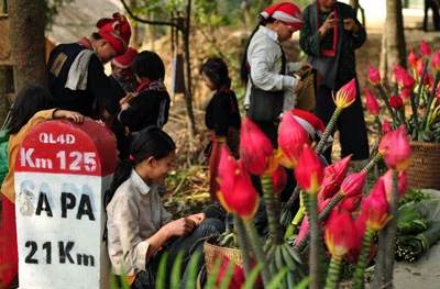 Độc đáo hoa chuối rừng đón xuân ảnh 5