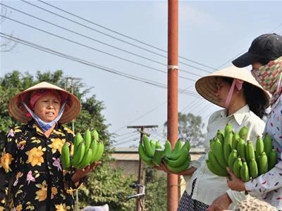 Ai cũng muốn có một nải chuối đẹp để thờ trong dịp Tết