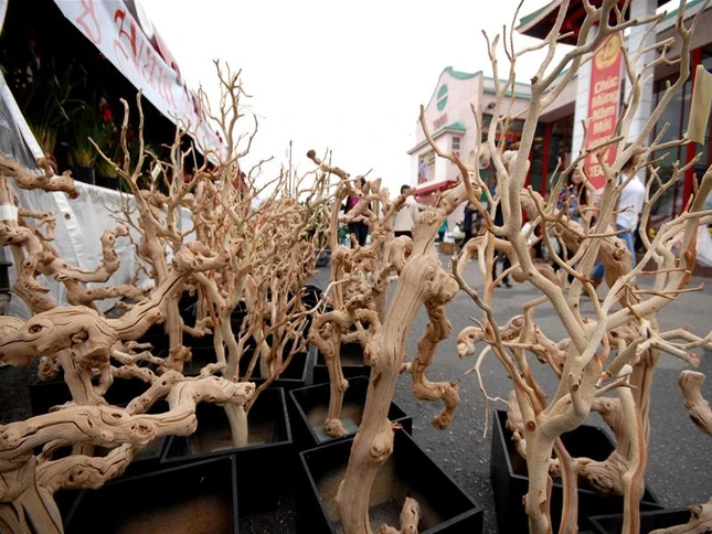 Cây khô có dáng đẹp được bán rất nhiều để ghép với lan…