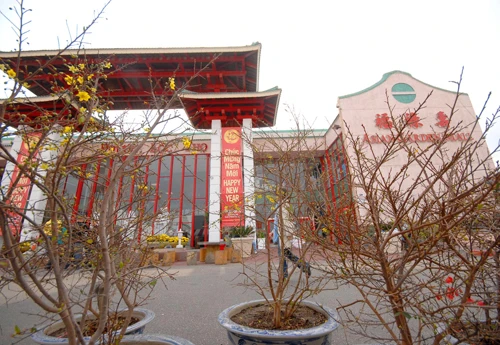 Mai Việt Nam chính gốc được trồng ở Mỹ, giá cao gấp 5 lần ở Việt Nam