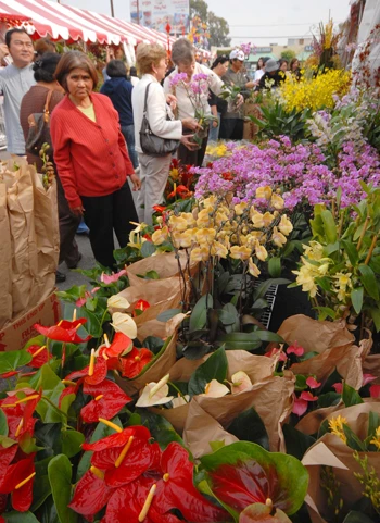 Chợ hoa tết đầy màu sắc