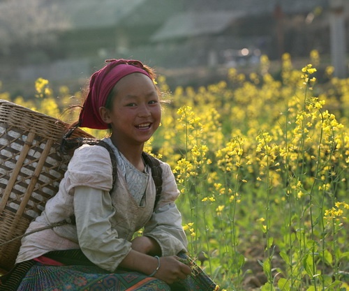 Mùa xuân hoa cải nở vàng ở Lũng Cú (Hà Giang) - Ảnh: Nguyên Nhung Hoa dại cũng tưng bừng nở tại Yên Minh (Hà Giang) - Ảnh: Nguyên Nhung Nhờ tính toán, chăm sóc tốt nên phần lớn hoa cúc nhà vườn Năm Nuôi (xã Mỹ Phong, TP Mỹ Tho, Tiền Giang) nở đúng dịp tết, sẵn sàng cung cấp cho thị trường 9.000 giỏ hoa cúc mâm xôi và cúc Hà Lan - Ảnh: Hoàng Thạch Vân Cúc mâm xôi tại nhiều nhà vườn ở Sa Đéc nở sớm vì mưa trái mùa sẽ được bán sớm hơn - Ảnh: Hoàng Thạch Vân Làng hoa Xuân Hòa (Thủy Vân, TP Huế) năm nay được mùa hoa tết - Ảnh: Nguyễn Nguyên An Ngoài các loại hoa tết quen thuộc như cúc, vạn thọ, cát tường... các làng hoa Sa Đéc còn trồng nhiều loại hoa ngoại nhập như huệ Thái trong ảnh - Ảnh: Thái A
