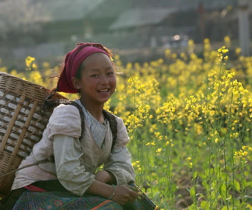 Mùa xuân hoa cải nở vàng ở Lũng Cú (Hà Giang) - Ảnh: Nguyên Nhung Hoa dại cũng tưng bừng nở tại Yên Minh (Hà Giang) - Ảnh: Nguyên Nhung Nhờ tính toán, chăm sóc tốt nên phần lớn hoa cúc nhà vườn Năm Nuôi (xã Mỹ Phong, TP Mỹ Tho, Tiền Giang) nở đúng dịp tết, sẵn sàng cung cấp cho thị trường 9.000 giỏ hoa cúc mâm xôi và cúc Hà Lan - Ảnh: Hoàng Thạch Vân Cúc mâm xôi tại nhiều nhà vườn ở Sa Đéc nở sớm vì mưa trái mùa sẽ được bán sớm hơn - Ảnh: Hoàng Thạch Vân Làng hoa Xuân Hòa (Thủy Vân, TP Huế) năm nay được mùa hoa tết - Ảnh: Nguyễn Nguyên An Ngoài các loại hoa tết quen thuộc như cúc, vạn thọ, cát tường... các làng hoa Sa Đéc còn trồng nhiều loại hoa ngoại nhập như huệ Thái trong ảnh - Ảnh: Thái A