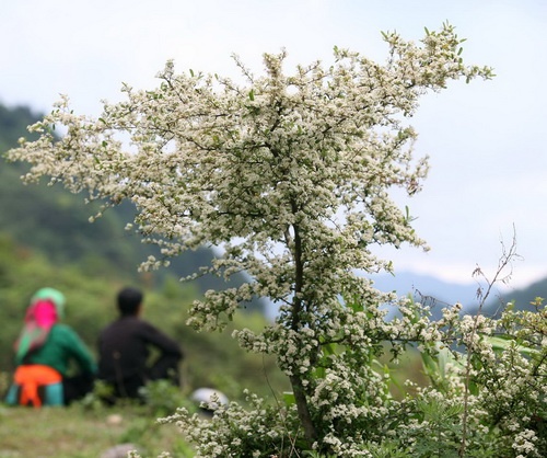Mùa xuân hoa cải nở vàng ở Lũng Cú (Hà Giang) - Ảnh: Nguyên Nhung Hoa dại cũng tưng bừng nở tại Yên Minh (Hà Giang) - Ảnh: Nguyên Nhung Nhờ tính toán, chăm sóc tốt nên phần lớn hoa cúc nhà vườn Năm Nuôi (xã Mỹ Phong, TP Mỹ Tho, Tiền Giang) nở đúng dịp tết, sẵn sàng cung cấp cho thị trường 9.000 giỏ hoa cúc mâm xôi và cúc Hà Lan - Ảnh: Hoàng Thạch Vân Cúc mâm xôi tại nhiều nhà vườn ở Sa Đéc nở sớm vì mưa trái mùa sẽ được bán sớm hơn - Ảnh: Hoàng Thạch Vân Làng hoa Xuân Hòa (Thủy Vân, TP Huế) năm nay được mùa hoa tết - Ảnh: Nguyễn Nguyên An Ngoài các loại hoa tết quen thuộc như cúc, vạn thọ, cát tường... các làng hoa Sa Đéc còn trồng nhiều loại hoa ngoại nhập như huệ Thái trong ảnh - Ảnh: Thái A