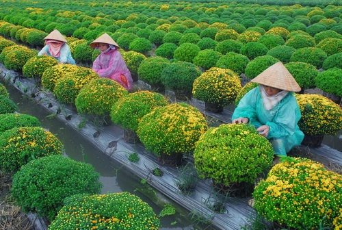 Mùa xuân hoa cải nở vàng ở Lũng Cú (Hà Giang) - Ảnh: Nguyên Nhung Hoa dại cũng tưng bừng nở tại Yên Minh (Hà Giang) - Ảnh: Nguyên Nhung Nhờ tính toán, chăm sóc tốt nên phần lớn hoa cúc nhà vườn Năm Nuôi (xã Mỹ Phong, TP Mỹ Tho, Tiền Giang) nở đúng dịp tết, sẵn sàng cung cấp cho thị trường 9.000 giỏ hoa cúc mâm xôi và cúc Hà Lan - Ảnh: Hoàng Thạch Vân Cúc mâm xôi tại nhiều nhà vườn ở Sa Đéc nở sớm vì mưa trái mùa sẽ được bán sớm hơn - Ảnh: Hoàng Thạch Vân Làng hoa Xuân Hòa (Thủy Vân, TP Huế) năm nay được mùa hoa tết - Ảnh: Nguyễn Nguyên An Ngoài các loại hoa tết quen thuộc như cúc, vạn thọ, cát tường... các làng hoa Sa Đéc còn trồng nhiều loại hoa ngoại nhập như huệ Thái trong ảnh - Ảnh: Thái A