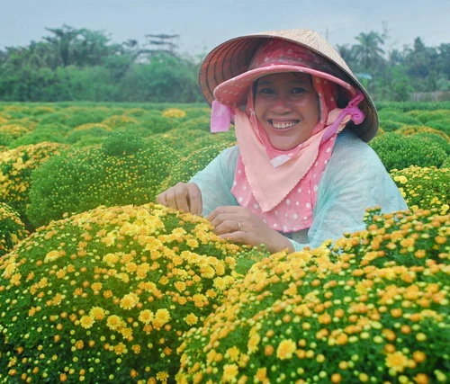 Mùa xuân hoa cải nở vàng ở Lũng Cú (Hà Giang) - Ảnh: Nguyên Nhung Hoa dại cũng tưng bừng nở tại Yên Minh (Hà Giang) - Ảnh: Nguyên Nhung Nhờ tính toán, chăm sóc tốt nên phần lớn hoa cúc nhà vườn Năm Nuôi (xã Mỹ Phong, TP Mỹ Tho, Tiền Giang) nở đúng dịp tết, sẵn sàng cung cấp cho thị trường 9.000 giỏ hoa cúc mâm xôi và cúc Hà Lan - Ảnh: Hoàng Thạch Vân Cúc mâm xôi tại nhiều nhà vườn ở Sa Đéc nở sớm vì mưa trái mùa sẽ được bán sớm hơn - Ảnh: Hoàng Thạch Vân Làng hoa Xuân Hòa (Thủy Vân, TP Huế) năm nay được mùa hoa tết - Ảnh: Nguyễn Nguyên An Ngoài các loại hoa tết quen thuộc như cúc, vạn thọ, cát tường... các làng hoa Sa Đéc còn trồng nhiều loại hoa ngoại nhập như huệ Thái trong ảnh - Ảnh: Thái A