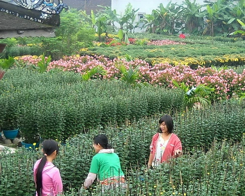 Mùa xuân hoa cải nở vàng ở Lũng Cú (Hà Giang) - Ảnh: Nguyên Nhung Hoa dại cũng tưng bừng nở tại Yên Minh (Hà Giang) - Ảnh: Nguyên Nhung Nhờ tính toán, chăm sóc tốt nên phần lớn hoa cúc nhà vườn Năm Nuôi (xã Mỹ Phong, TP Mỹ Tho, Tiền Giang) nở đúng dịp tết, sẵn sàng cung cấp cho thị trường 9.000 giỏ hoa cúc mâm xôi và cúc Hà Lan - Ảnh: Hoàng Thạch Vân Cúc mâm xôi tại nhiều nhà vườn ở Sa Đéc nở sớm vì mưa trái mùa sẽ được bán sớm hơn - Ảnh: Hoàng Thạch Vân Làng hoa Xuân Hòa (Thủy Vân, TP Huế) năm nay được mùa hoa tết - Ảnh: Nguyễn Nguyên An Ngoài các loại hoa tết quen thuộc như cúc, vạn thọ, cát tường... các làng hoa Sa Đéc còn trồng nhiều loại hoa ngoại nhập như huệ Thái trong ảnh - Ảnh: Thái A