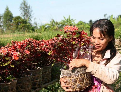 Mùa xuân hoa cải nở vàng ở Lũng Cú (Hà Giang) - Ảnh: Nguyên Nhung Hoa dại cũng tưng bừng nở tại Yên Minh (Hà Giang) - Ảnh: Nguyên Nhung Nhờ tính toán, chăm sóc tốt nên phần lớn hoa cúc nhà vườn Năm Nuôi (xã Mỹ Phong, TP Mỹ Tho, Tiền Giang) nở đúng dịp tết, sẵn sàng cung cấp cho thị trường 9.000 giỏ hoa cúc mâm xôi và cúc Hà Lan - Ảnh: Hoàng Thạch Vân Cúc mâm xôi tại nhiều nhà vườn ở Sa Đéc nở sớm vì mưa trái mùa sẽ được bán sớm hơn - Ảnh: Hoàng Thạch Vân Làng hoa Xuân Hòa (Thủy Vân, TP Huế) năm nay được mùa hoa tết - Ảnh: Nguyễn Nguyên An Ngoài các loại hoa tết quen thuộc như cúc, vạn thọ, cát tường... các làng hoa Sa Đéc còn trồng nhiều loại hoa ngoại nhập như huệ Thái trong ảnh - Ảnh: Thái A