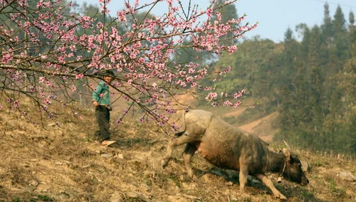 Hoa đào nở sớm ở Bắc Hà (Lào Cai) - Ảnh: Nguyên Nhung
