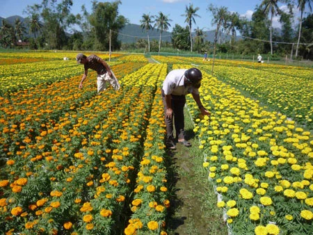 Phù Mỹ rực rỡ mùa hoa vạn thọ ảnh 2 Phù Mỹ rực rỡ mùa hoa vạn thọ ảnh 2