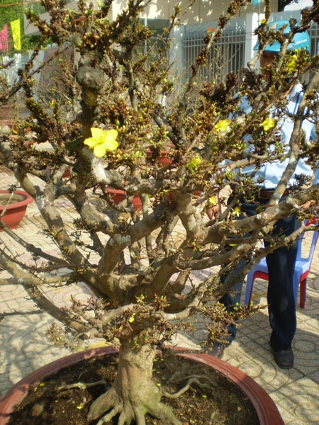 Miền Tây rộn ràng hoa kiểng ảnh 1