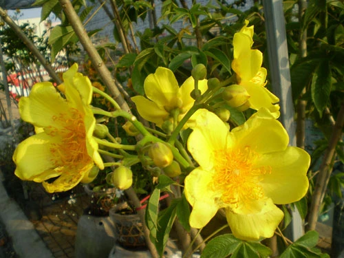 Miền Tây rộn ràng hoa kiểng ảnh 2