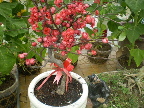 Miền Tây rộn ràng hoa kiểng ảnh 4